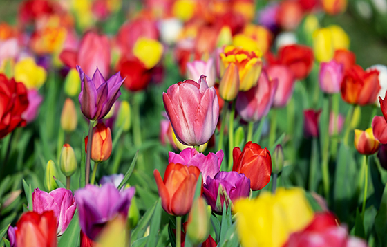 garden-tulips-main