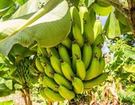 How AI is helping banana growers reduce waste and help the environment