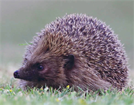 Hedgehog Friendly Campus Initiative