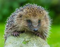 Join DMU's Hedgehog Wake-up Litter Pick