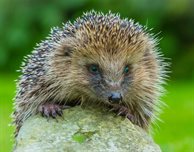 Hedgehog Friendly Campus: Join our next hedgehog survey events